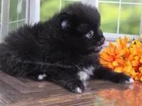 See Video - Little Black Boy, a male Pomeranian for sale in Whitwell, TN – 8 of 9