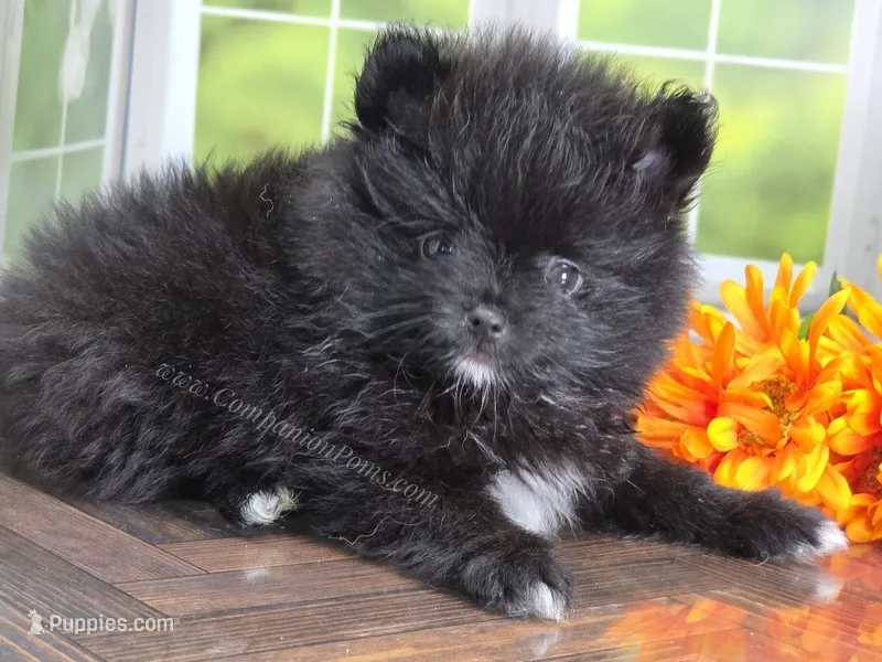 Little Black Boy – Pomeranian puppy for sale in Whitwell, TN