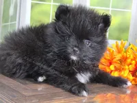 See Video - Little Black Boy, a male Pomeranian for sale in Whitwell, TN – 2 of 9