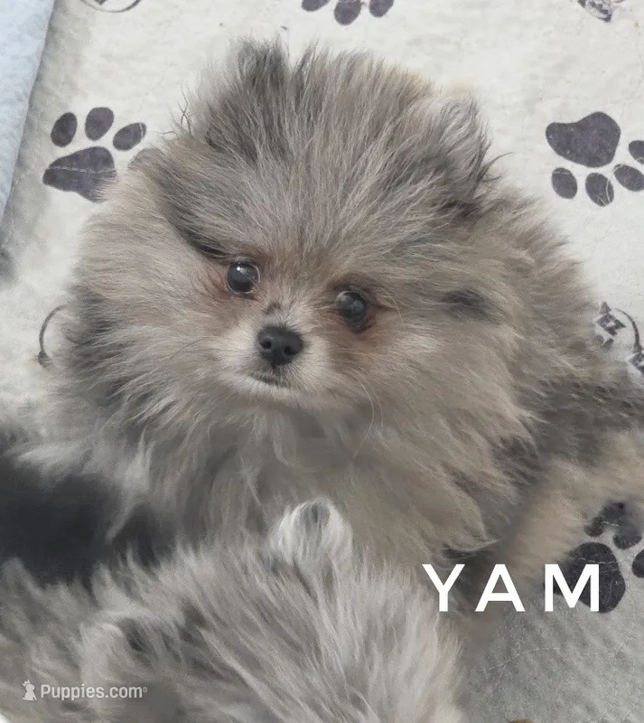 Yam - Blue Merle Silver Grey Face – Pomeranian puppy for sale in Whitwell, TN