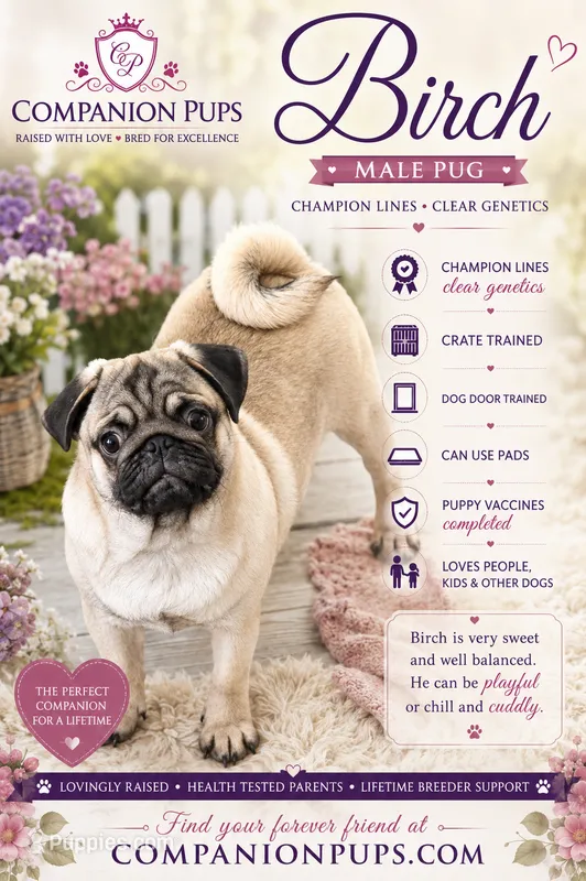 C Video Birch - 6 months old and 15 pounds – Pug puppy for sale in Whitwell, TN