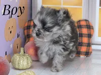 Zara's Tiny Boy - Blue Merle, a male Pomeranian for sale in Whitwell, TN – 5 of 5