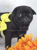Tiny Dream Pug Puppy - Yara, a female Pug for sale in Whitwell, TN – 7 of 10