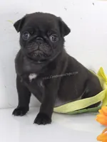 Yellow Bow - Female - See Video, a male Pug for sale in Whitwell, TN – 5 of 7