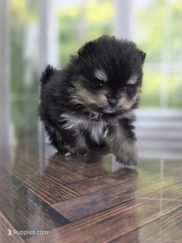 Confident Lil Black & Tan Boy – Pomeranian puppy for sale in Whitwell, TN