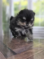 Confident Lil Black & Tan Boy, a male Pomeranian for sale in Whitwell, TN – 1 of 7
