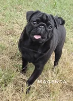 Magenta - Older Puppy Skip Young Stage!, a female Pug for sale in Whitwell, TN – 6 of 6