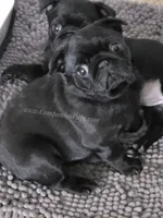 Pink - Wrinkles & Rolls C video, a female Pug for sale in Whitwell, TN – 3 of 9