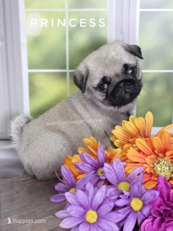 🐾 3 Pounds of Wrinkles, Rolls & Love – Meet Princess! 💕 – Pug puppy for sale in Whitwell, TN