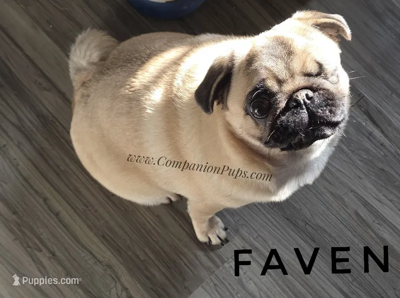 Champion Sired - Skip the Puppy Stage! – Pug puppy for sale in Whitwell, TN