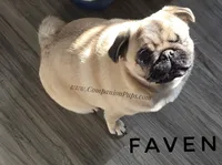 Champion Sired - Skip the Puppy Stage!, a female Pug for sale in Whitwell, TN – 1 of 6
