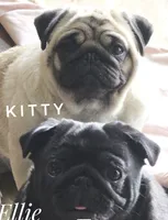 Ellie - Ch Sired Black Female - Excellent Family Pug, a female Pug for sale in Whitwell, TN – 6 of 6