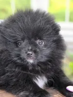 LB - Playful Little Fluff Ball, a male Pomeranian for sale in Whitwell, TN – 8 of 10