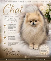 Chai - Tiny Pom Boy - Great Travel Companion, a male Pomeranian for sale in Whitwell, TN – 2 of 2