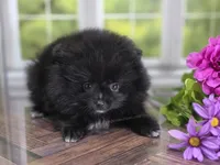 LB - Playful Little Fluff Ball, a male Pomeranian for sale in Whitwell, TN – 9 of 10