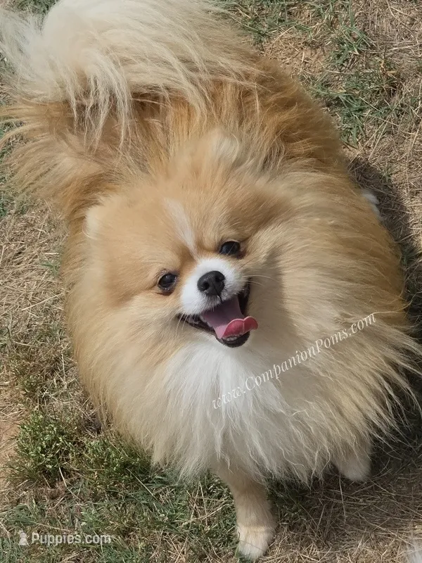 Muffin - Champion Sired 1year old – Pomeranian puppy for sale in Whitwell, TN