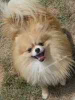 Muffin - Champion Sired 1year old, a male Pomeranian for sale in Whitwell, TN – 3 of 5