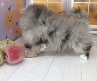 Blueberry - C Video- Blue Merle - One Blue Eye, a female Pomeranian for sale in Whitwell, TN – 10 of 10