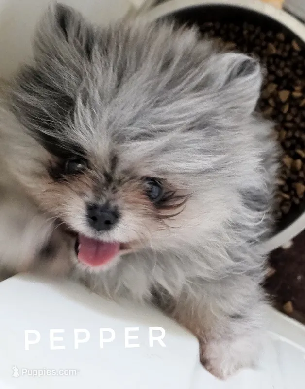 Pepper - Zara's Blue Merle Girl #1 – Pomeranian puppy for sale in Whitwell, TN