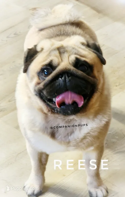 🏆 AKC Champion Reese – Handsome Fawn Pug Ready for Retirement ❤️🐾 – Pug puppy for sale in Whitwell, TN
