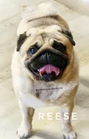 🏆 AKC Champion Reese – Handsome Fawn Pug Ready for Retirement ❤️🐾, a male Pug for sale in Whitwell, TN – 1 of 5