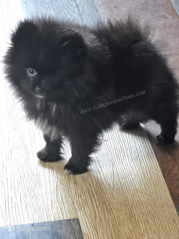 LB - Playful Little Fluff Ball – Pomeranian puppy for sale in Whitwell, TN