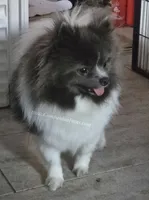 Paris - Blue Parti Female, a female Pomeranian for sale in Whitwell, TN – Photo 2 of 5