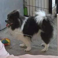 Paris - Blue Parti Female, a female Pomeranian for sale in Whitwell, TN – Photo 4 of 5