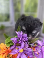 Confident Lil Black & Tan Boy, a male Pomeranian for sale in Whitwell, TN – 6 of 7
