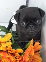 White Bow Female, a male Pug for sale in Whitwell, TN – Photo 6 of 7