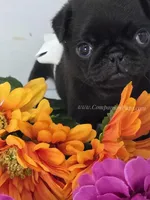 White Bow Female, a male Pug for sale in Whitwell, TN – Photo 3 of 7
