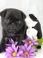 White Bow Female, a male Pug for sale in Whitwell, TN – Photo 5 of 7