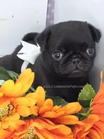 White Bow Female, a male Pug for sale in Whitwell, TN – Photo 2 of 7