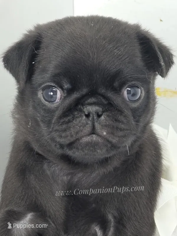 White Bow Female – Pug puppy for sale in Whitwell, TN