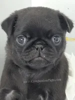 White Bow Female, a male Pug for sale in Whitwell, TN – Photo 7 of 7