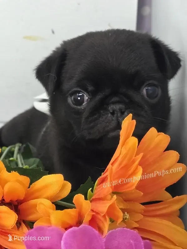 White Bow Female – Pug puppy for sale in Whitwell, TN