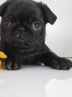 Cuddly Charm Playful Personality - Willow, a female Pug for sale in Whitwell, TN – 9 of 10