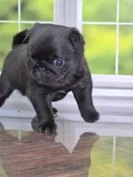 Dutchess - AKC CH Sired - Laid Back Sweet, a female Pug for sale in Whitwell, TN – 5 of 5