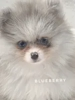 Blueberry - C Video- Blue Merle - One Blue Eye, a female Pomeranian for sale in Whitwell, TN – 9 of 10