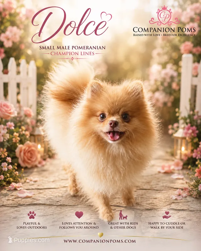 Rare Beaver Color - Dolce - Small Boy CH lines! – Pomeranian puppy for sale in Whitwell, TN