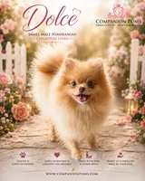 Rare Beaver Color - Dolce - Small Boy CH lines!, a male Pomeranian for sale in Whitwell, TN – 2 of 2