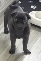 Tiny Girl - Amazing Structure - Playful, CH lines, a female Pug for sale in Whitwell, TN – 7 of 7