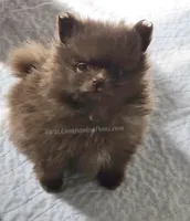 CJ, a male Pomeranian for sale in Whitwell, TN – Photo 6 of 6