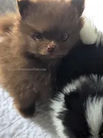 CJ, a male Pomeranian for sale in Whitwell, TN – Photo 3 of 6