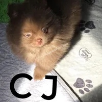 CJ -C video on website, a male Pomeranian for sale in Whitwell, TN – Photo 5 of 6