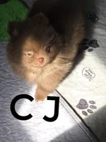 CJ -Imported lines, a male Pomeranian for sale in Whitwell, TN – Photo 5 of 6