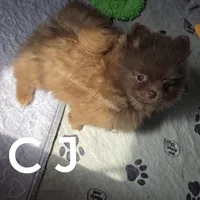 CJ -C video on website, a male Pomeranian for sale in Whitwell, TN – Photo 2 of 6