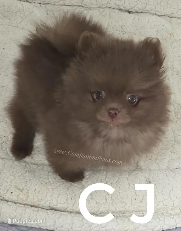 CJ -Imported lines, a male Pomeranian for sale in Whitwell, TN – Photo 1 of 6