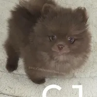 CJ -C video on website, a male Pomeranian for sale in Whitwell, TN – Photo 3 of 6