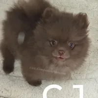 CJ -C video on website, a male Pomeranian for sale in Whitwell, TN – Photo 6 of 6